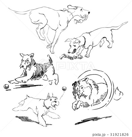 A collection of sketches breed dogs. Isolated hand A collection of sketches breed dogs. Isolated hand 31921826