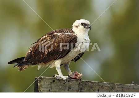Bird of prey Osprey, Pandion haliaetus 31921827