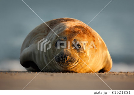 Atlantic Grey Seal, on the sand beach Atlantic Grey Seal, on the sand beach 31921851