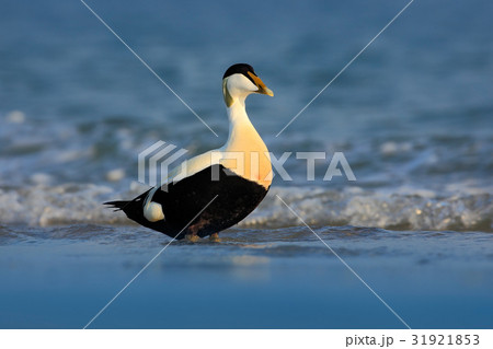 Eider, Somateria mollissima, beautiful sea bird 31921853