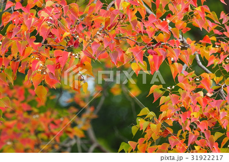 ナンキンハゼ紅葉 ナンキンハゼ紅葉 31922217