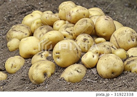 ジャガイモ（キタアカリ）の収穫 31922338