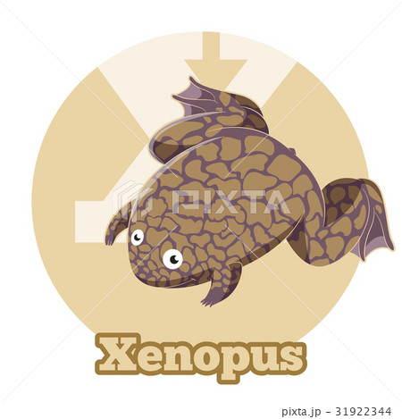 ABC Cartoon Xenopus 31922344