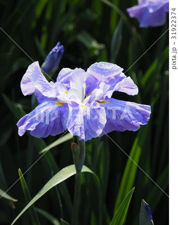 美しい花菖蒲(はなしょうぶ) 31922374