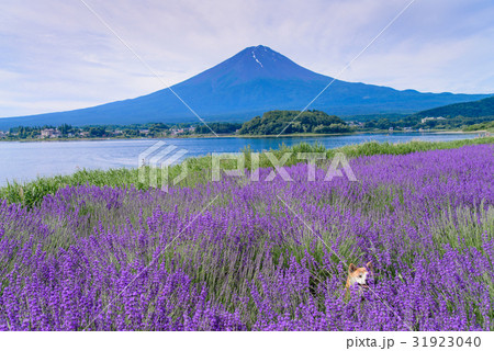 山梨県 ラベンダーの花畑に犬 富士山の写真素材