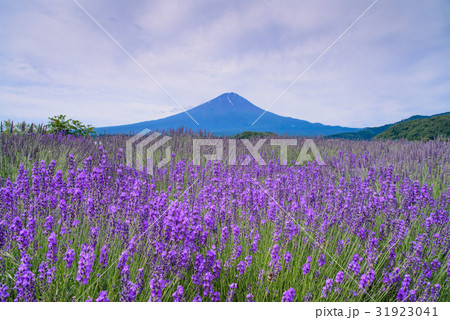 山梨県 ラベンダーの花畑 富士山の写真素材