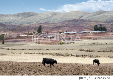Cows on fresh plowed land at the crater of Maragua 31923578