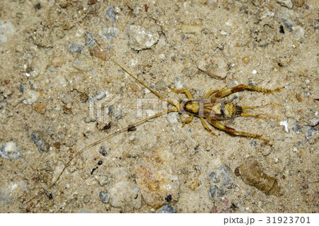 Image of a brown cricket on the ground. 31923701