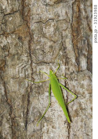 Image of a green grasshopper on the tree. Image of a green grasshopper on the tree. 31923988