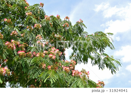 合歓の木 （ねむのき） 31924041