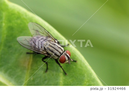Image of a flies (Diptera) on green leaves. 31924466