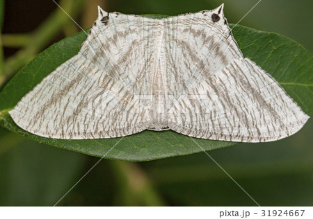 Image of Pointed Flatwing Butterfly. 31924667