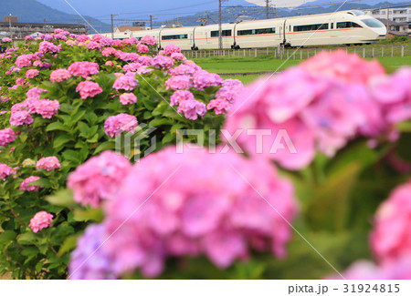 小田急ロマンスカーVSEと紫陽花 小田急ロマンスカーVSEと紫陽花 31924815