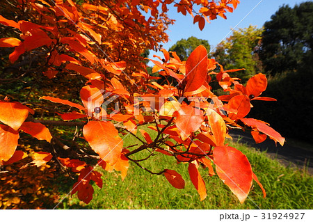 ヤマコウバシ黄葉 31924927