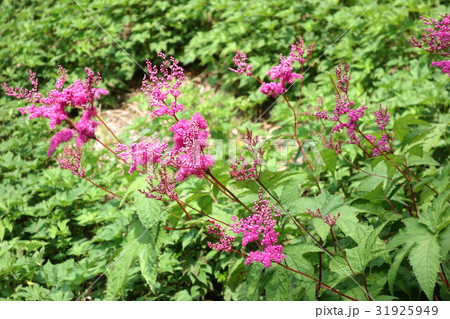 赤城自然園のキョウガノコ 赤城自然園のキョウガノコ 31925949