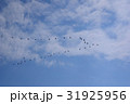 鳥の群 31925956
