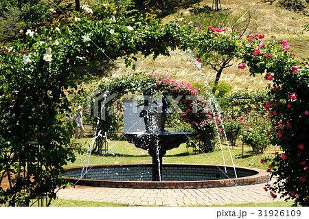 日本国花苑 バラ祭り 日本国花苑 バラ祭り 31926109