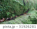 木に生い茂った苔 31926281
