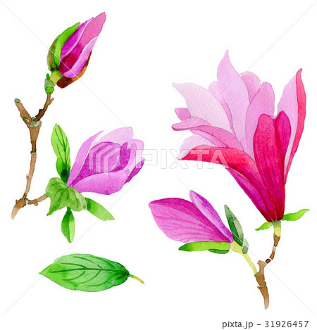 Wildflower magnolia flower in a watercolor style 31926457