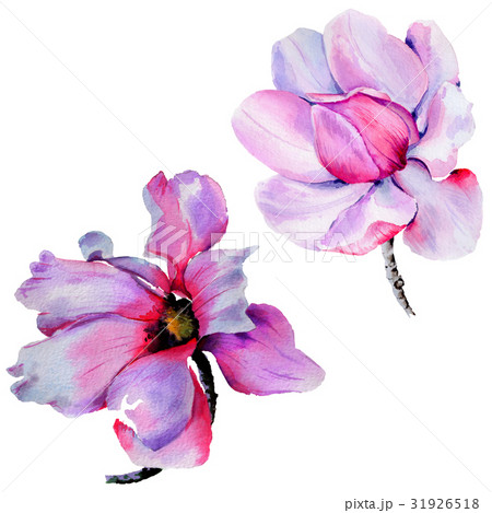 Wildflower Magnolia flower in a watercolor style Wildflower Magnolia flower in a watercolor style 31926518