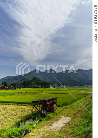 夏の六日町の田園風景 31927529