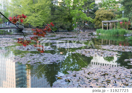 和風庭園 31927725