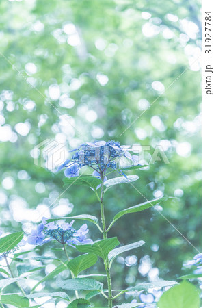 寺ヶ池公園 寺ヶ池公園 31927784