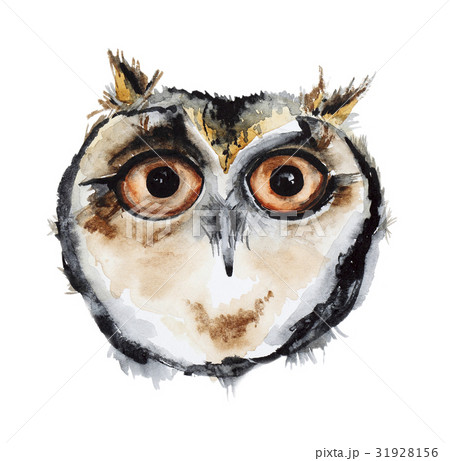 Watercolor owl bird 31928156