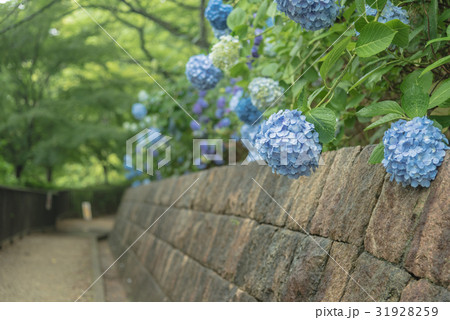 寺ヶ池公園 寺ヶ池公園 31928259