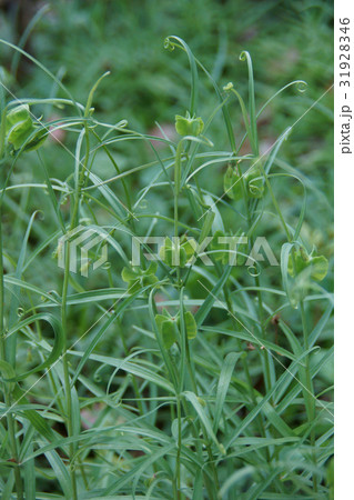 編笠百合　貝母（ばいも）　花言葉は「謙虚な心」 31928346