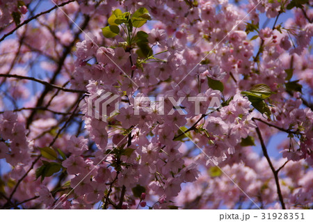 里桜 御車返し　花言葉は「豊かな教養」 31928351