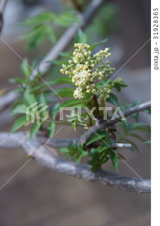 接骨木　花言葉は「思いやり」 31928365
