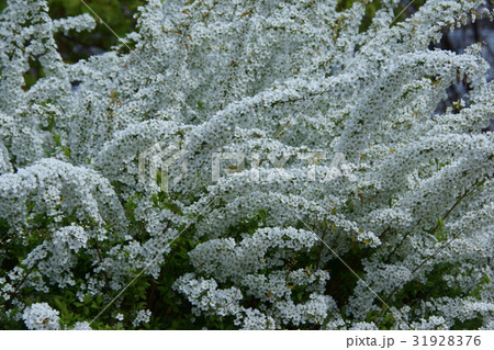 雪柳 花言葉は 静かな思い の写真素材