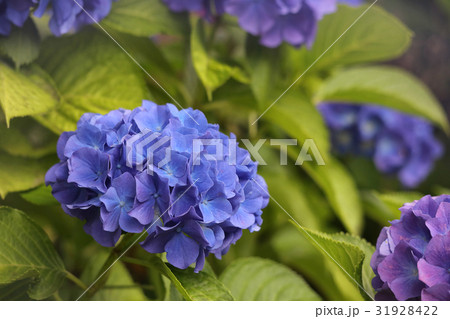 青い紫陽花 31928422