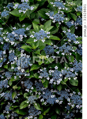 寺ヶ池公園 寺ヶ池公園 31928601