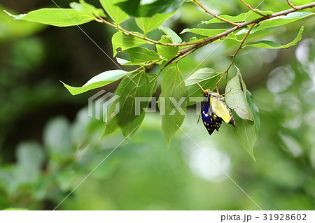 オオムラサキ　羽化 31928602