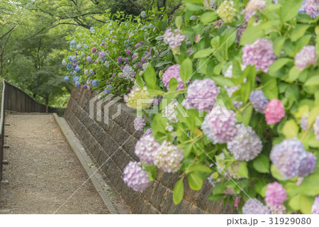 寺ヶ池公園 31929080
