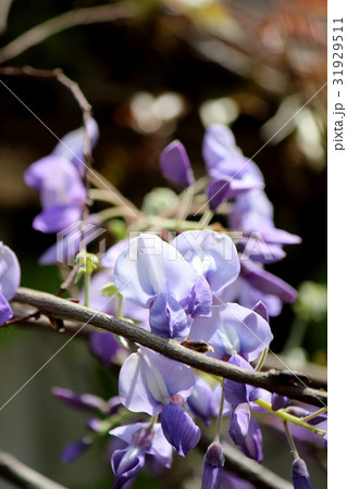 藤の花 藤の花 31929511