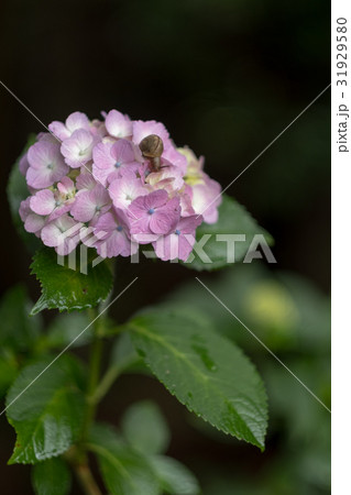 紫陽花にカタツムリ 31929580