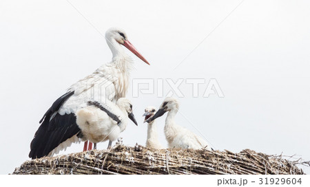 White stork sitting on a nest White stork sitting on a nest 31929604