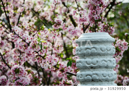 桜 さくら サクラ 31929950