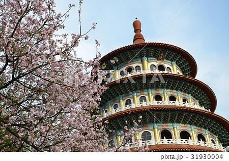 桜 さくら サクラ 31930004