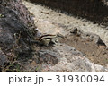 インド　シマリス 31930094
