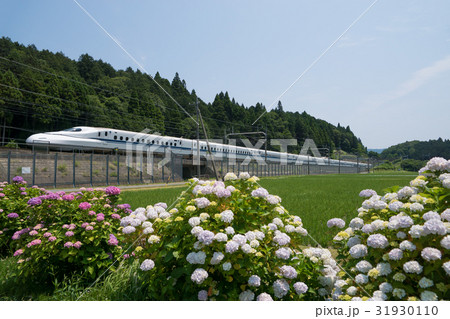 東海道新幹線N700系とあじさい 31930110