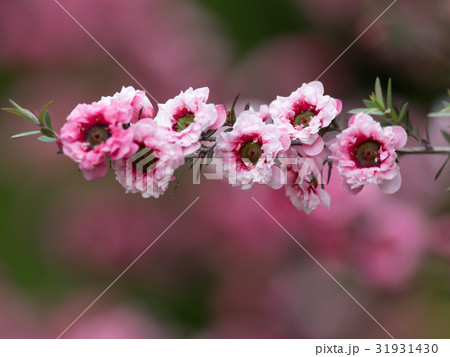 薬効のあるギョリュウバイ 31931430