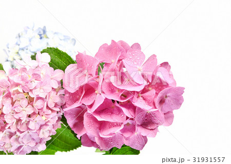 白背景の紫陽花 白背景の紫陽花 31931557