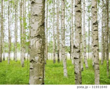 Birch trees in Finland Birch trees in Finland 31931640