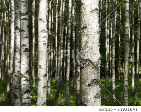 Birch trees in Finland Birch trees in Finland 31931641