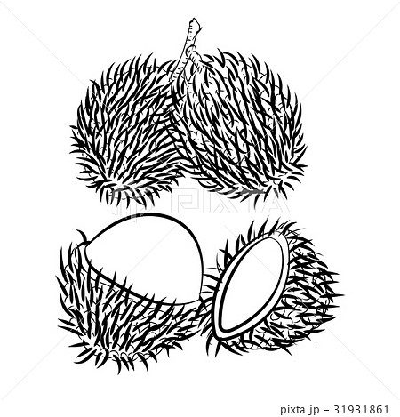 Line Drawing Of Rambutan Simple Line Vectorのイラスト素材