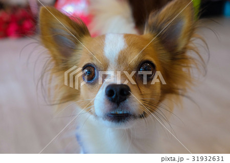 Thailand Dog Looking a Hope - (Selective focus) 31932631